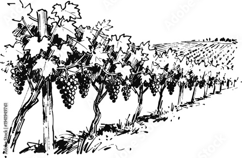 Grape vineyard rows with ripe bunches on vines and trellises in agricultural landscape