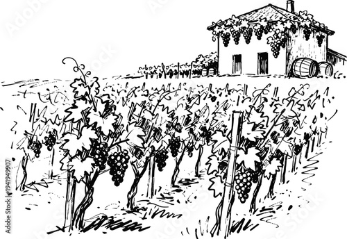 Grape vineyard with ripe grape clusters and rustic winery house in countryside landscape