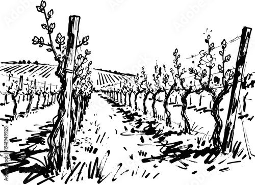 Vineyard rows with pruning posts and young grapevine shoots, agricultural landscape sketch