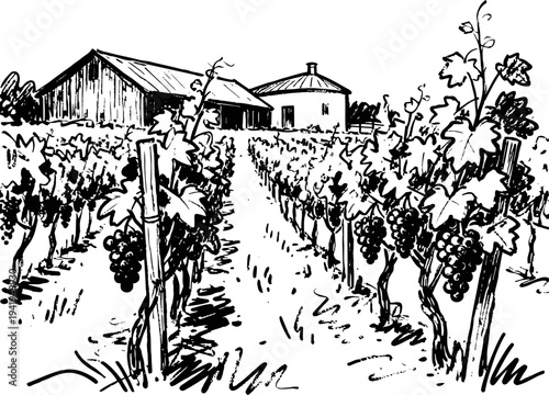 Vineyard landscape with grapevines and rustic buildings in countryside farm setting