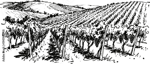 Black and white vineyard landscape drawing rows of grapevines on rolling hills with trellis support in countryside scene