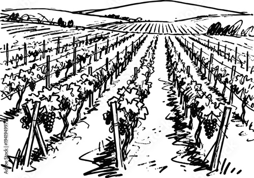 Vineyard landscape with grapevines and rolling hills in countryside agricultural setting