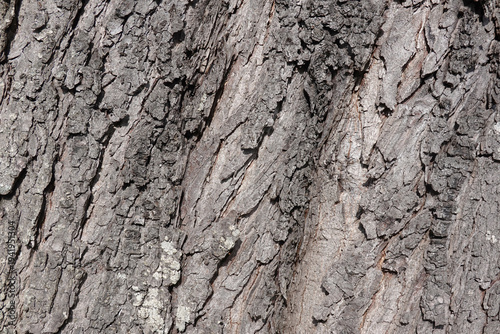european oak or quercus robur tree bark texture background