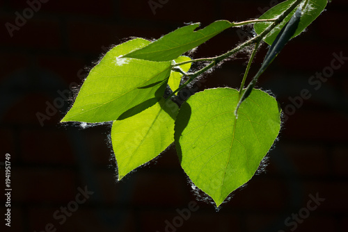 Photography The black poplar (lat