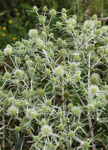 In nature grows thistle prickly Eryngium campestre