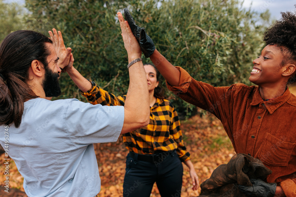 Fototapeta premium Multicultural group high-fiving during olive harvest in an autumn olive grove celebrating teamwork