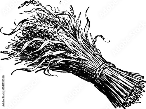 Bundle of harvested wheat stalks tied together vintage agricultural illustration of grain crop