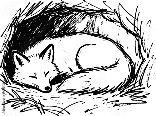 Sleeping fox curled up in a cozy nest with sketch black and white line art