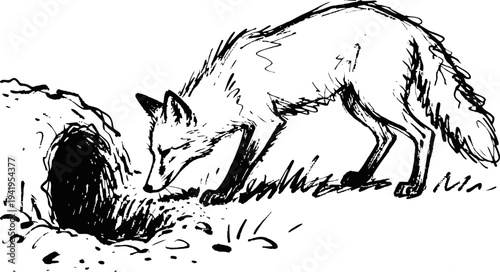 Fox approaching its den wild animal sniffing entrance in natural habitat black and white illustration