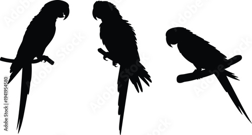 Three black silhouette parrots perched on branches in different orientations on a white background