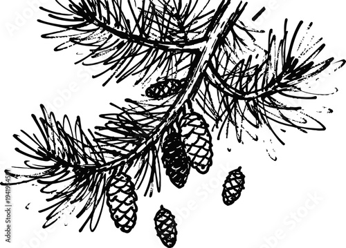 Pine tree branch with cones sketch illustration hand drawn evergreen tree twig and pinecone nature drawing