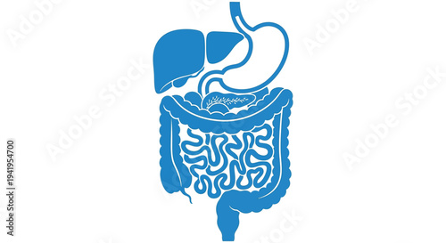 Anatomical illustration depicting the human digestive system organs in a blue silhouette high quality professional detailed