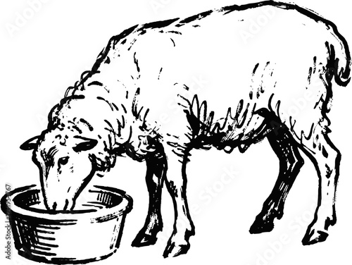 Sheep eating from a bowl farm animal feeding scene rustic countryside livestock illustration