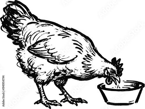 Chicken eating from a bowl, farm poultry bird illustration with detailed feathers and comb