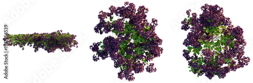 Photos Bougainvillea spectabilis tree plan, top view, cutout, transparent background, i