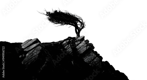 Bare tree on rocky cliffside with white background rock cliff landscape nature black silhouette dark