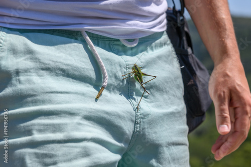 Konstfotografi Green bush cricket clinging to the drawstring of light blue shorts, unexpected i