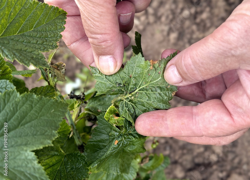 Closeup gardener hands inspecting currant leaf covered with small aphids and sticky honeydew, leaf curling and discoloration