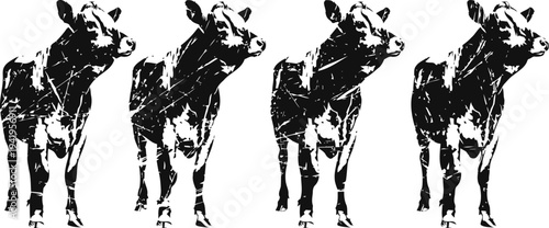 Four black and white calf silhouettes standing side by side on white background
