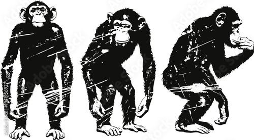 black and white vintage illustration of three chimpanzees in different poses on a white background
