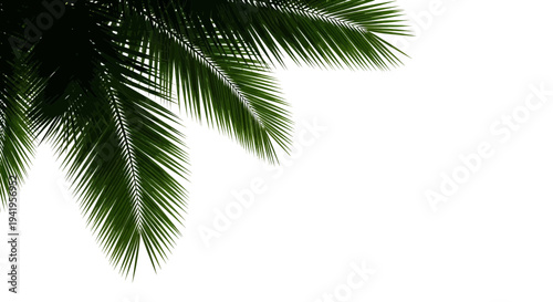 Palm tree leaves on a white background green nature tropical plant isolated fronds foliage vegetation