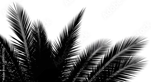 Silhouette of palm tree leaves against a white background black and tropical plant nature leaf