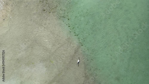 Drone Shot of White Swan from Above Swimming in Clear Water. Aerial Video of Bird in Shallow Lake in Austria.