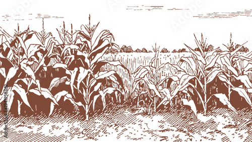 Young corn plants growing in open farmland. Background for farming, agriculture visuals. Classic pencil hand drawn line illustration sketch style with countryside cultivation view.