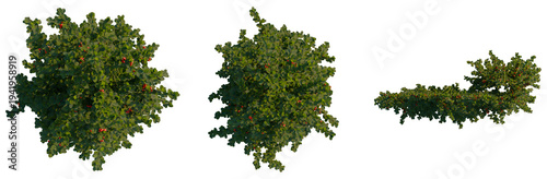 Photos Pyracantha coccinea tree plan, top view, cutout, transparent background, isolate