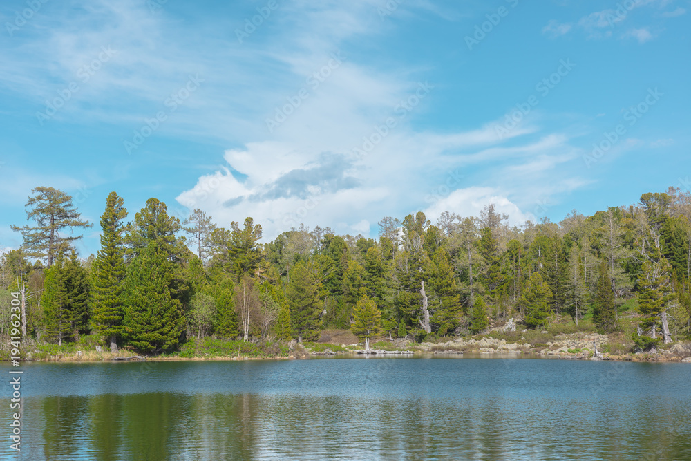 Fototapeta premium Bright ripples on turquoise lake and green conifer forest on shore line under clouds in blue sky. Reflection in smooth water surface of wood lake. Juicy coniferous trees and lush thickets in sunlight.