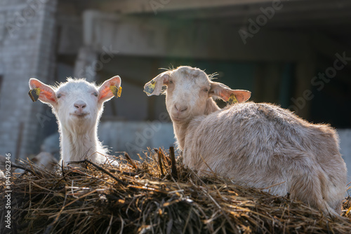 Photos Two young goats resting on hay in rural farmyard, domestic livestock illuminated