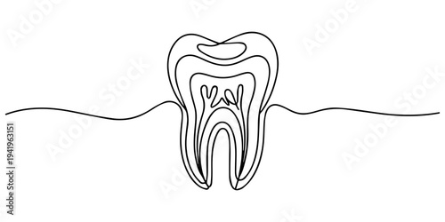 Human molar tooth cross section continuous one line drawing, Detailed continuous line drawing showing a cross section of a human tooth with roots and internal structures, Cross section of a human toot