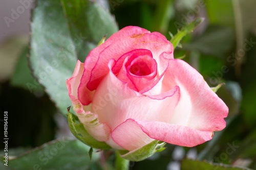 Detail of rosa odorata moonstone flower with pink white colour
