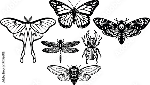 Detailed black and white line art of moth butterfly dragonfly beetle and cicada insects vector illustration design elements