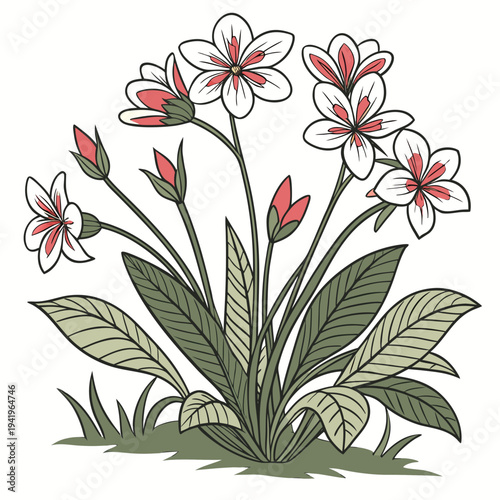 White flowers with red centers and green leaves on white background