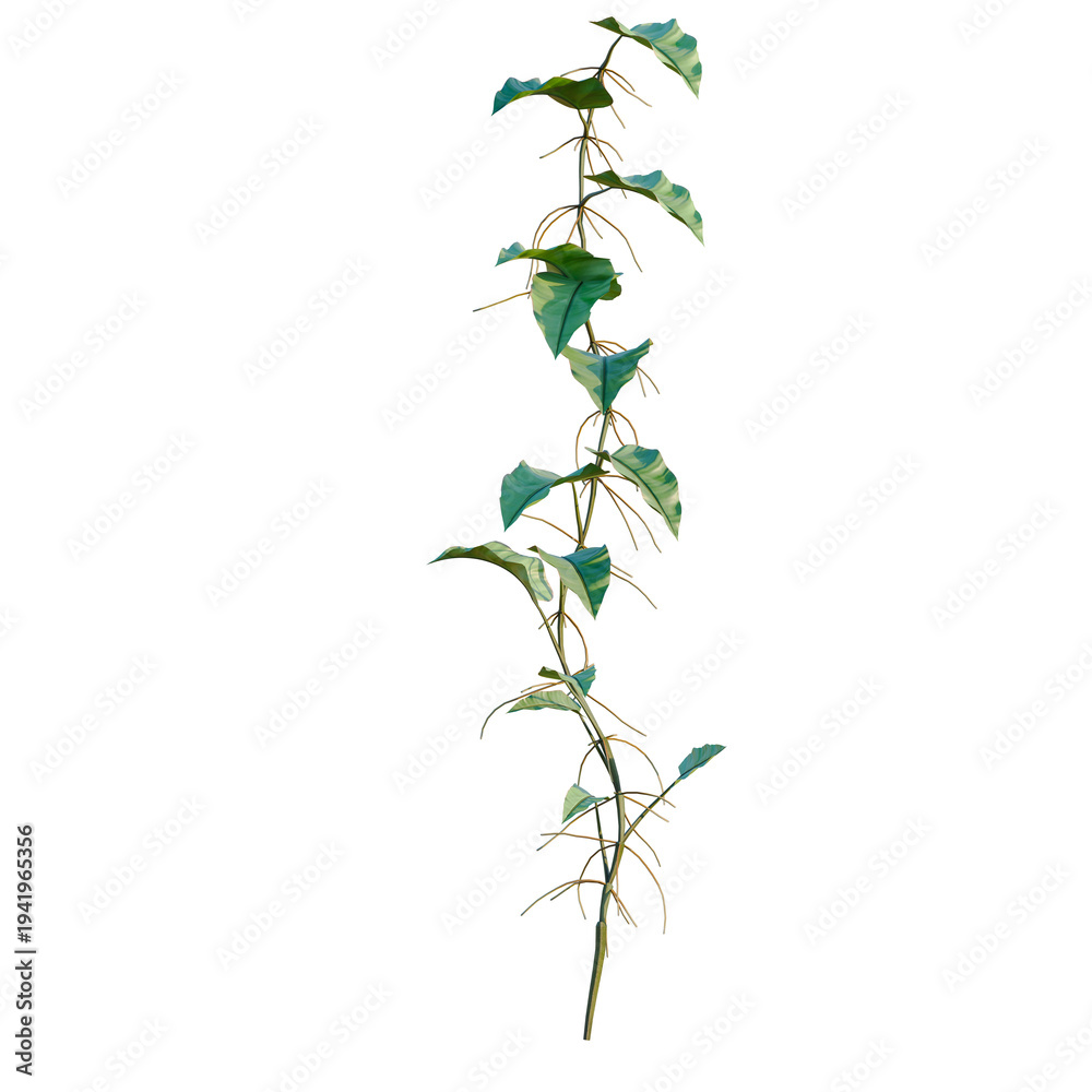 Obraz premium Philodendron scandens-Sweetheart tree, elevation, front view, cutout, transparent background, isolate