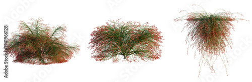 Photos Russelia equisetiformis tree, elevation, front view, cutout, transparent backgro