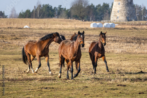 фотографія Three horses walking across rural pasture with historic stone windmill in backgr