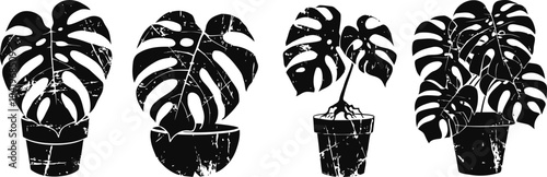 silhouettes of monstera plants in pots with various leaf shapes and sizes on white background