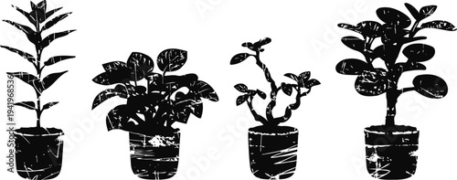 Four potted indoor plants silhouette set houseplants in decorative pots with varying leaf shapes and sizes botanical home garden collection