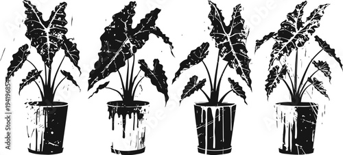 Silhouette of tropical alocasia plants in pots, indoor houseplant greenery decor set