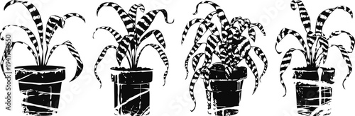 four spider plants in pots with long arching leaves, indoor houseplants for home decor and greenery