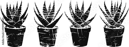 Aloe vera plants in black pots, simple grunge silhouettes set, natural succulent collection