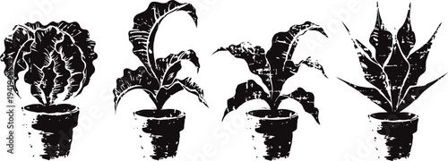 four vintage botanical illustrations of cactus and agave plants in pots with detailed leaves and spines