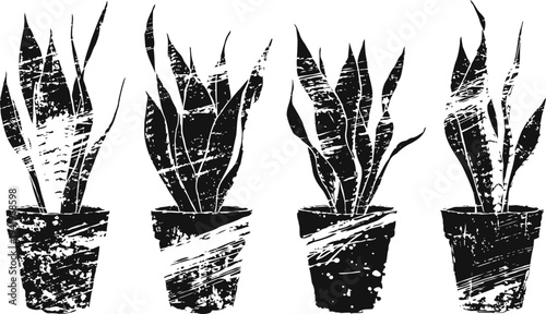 Four grunge succulent plants in pots monochrome vintage botanical illustration with distressed texture