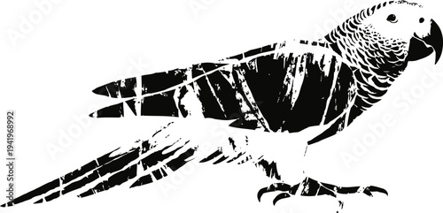 African grey parrot silhouette with detailed feathers and distinct beak on white background