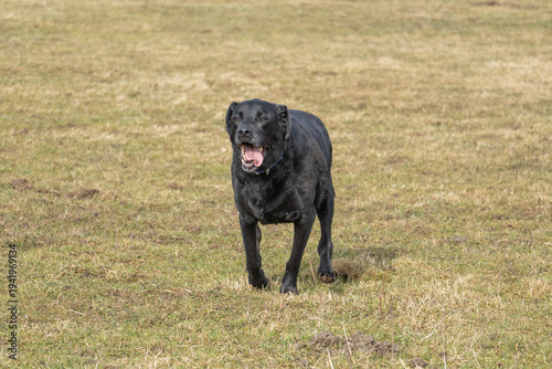 Photos Black Labrador retriever standing in open grass field, domestic dog in rural cou