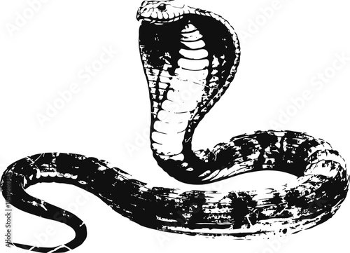 Black and white illustration of a coiled cobra snake with hood expanded and tongue extended