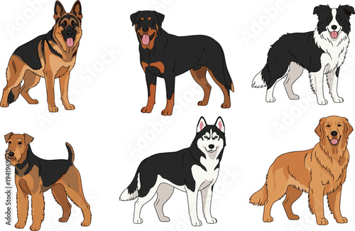 Vector Set of Popular Dog Breeds Including German Shepherd, Rottweiler, Border Collie, Airedale Terrier, Siberian Husky, and Golden Retriever