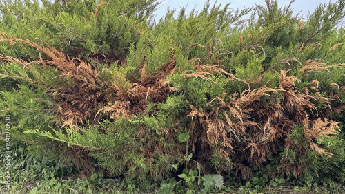 Cossack juniper with dry branches showing brown rot and blight across lower shrub in summer cottage garden, deadwood and sparse